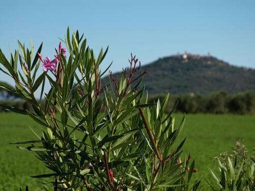 Special Apartments In Braccagni With Orthopedic Beds