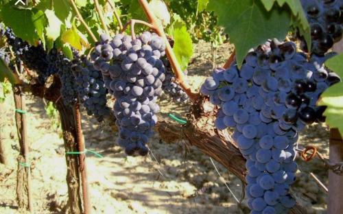Hotel Cordella In Montalcino Wine Resort