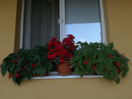 Hostal Pensiunea Vladut Timisoara