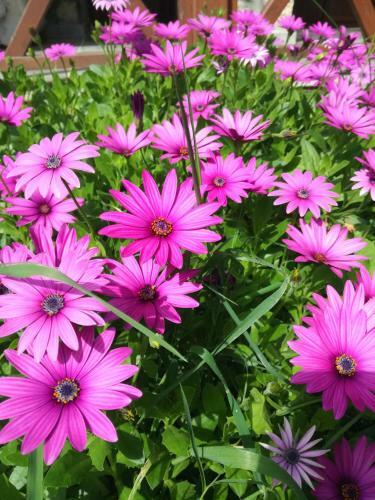 Hostal Dervi??han Pension