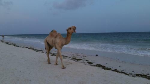 Nyali International Beach Hotel & Spa
