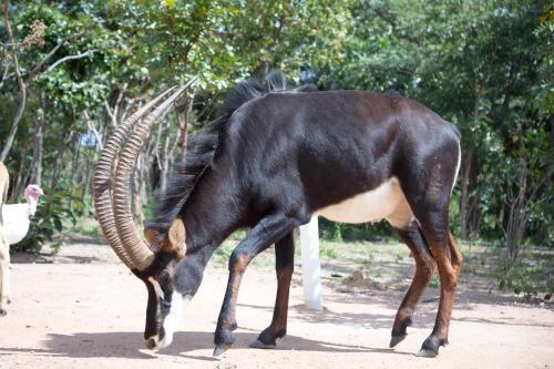 Mokorro Game Ranch And Lodge