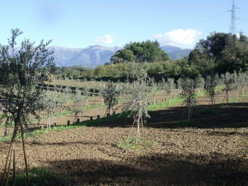 Agroturismo Agriturismo Podere Montese