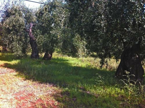 Agroturismo Terre Di Traiano