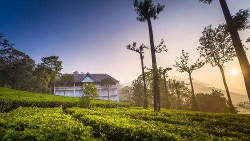 Hotel Tea Harvester