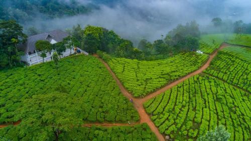 Hotel Tea Harvester