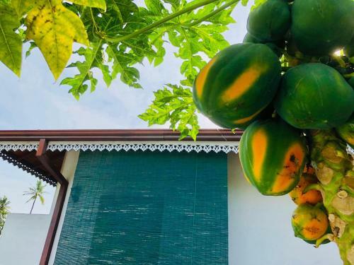 Hostal Sweet Lanka Negombo