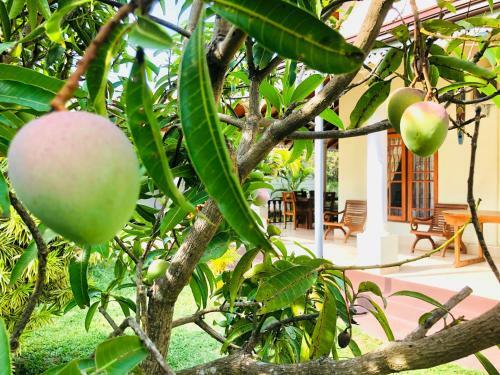 Hostal Sweet Lanka Negombo
