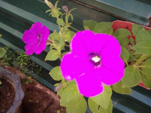 Sigiri Tarushan Home Stay