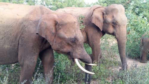 Hostal Elephants Fence Guest & Safari Services