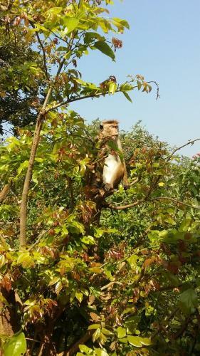 Hostal Elephants Fence Guest & Safari Services