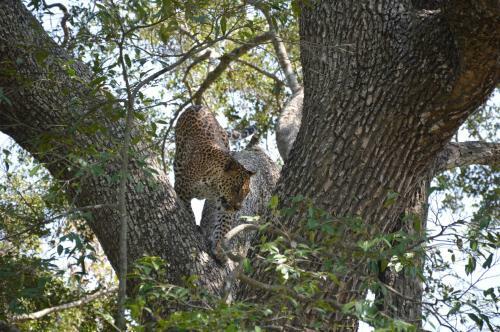 Hostal Yala Leopard Paradise Safari