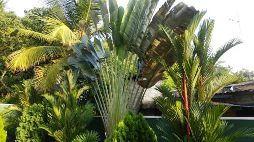 Coral Palm Villa And Apartment