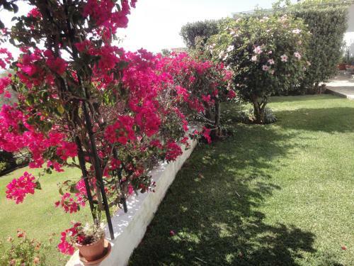 Orchidea Terrace
