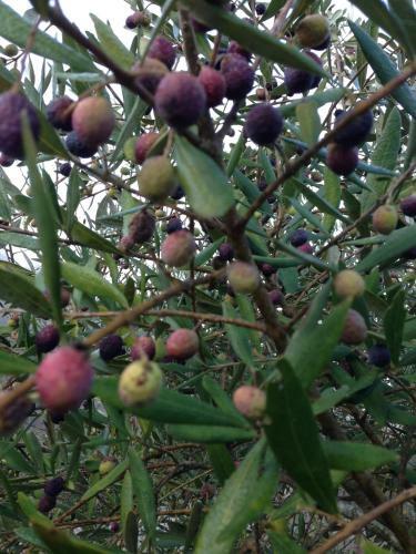 Campo Della Fiora