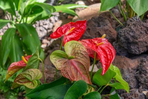 Hotel Napili Surf Beach Resort