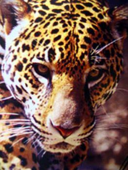 Hotel Best Western Plus Denton Inn & Suites