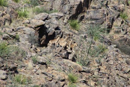Hotel Cibolo Creek Ranch