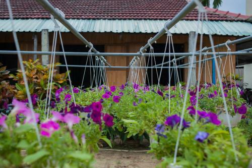 Petunia Garden Homestay And Hostel