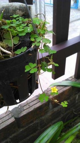 Thao Nguyen Phat Homestay