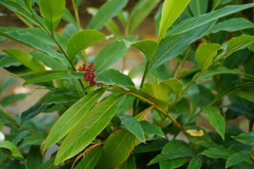 Hotel Longan Homestay