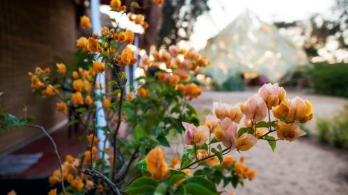 Bougainvillea Patnem