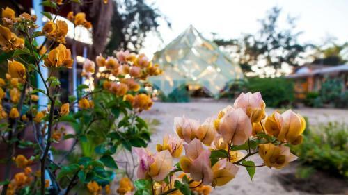 Bougainvillea Patnem