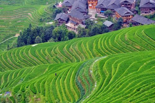 Posada Longji Rice Terraces Tian Ranju Inn