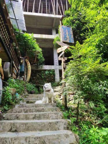 Hostal Longji Terrace Wood House
