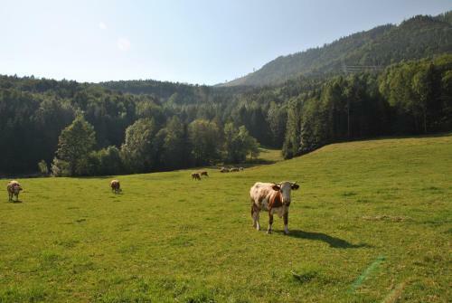 Apartamento Attwengerhof