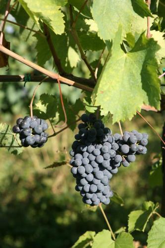 Agroturismo Tenuta Santini