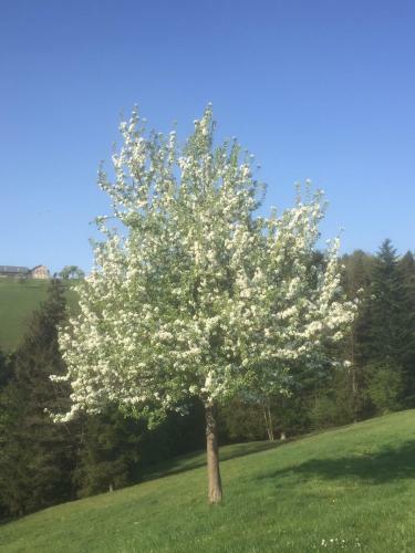 Apartamento Ferienwohnungen K�ssl