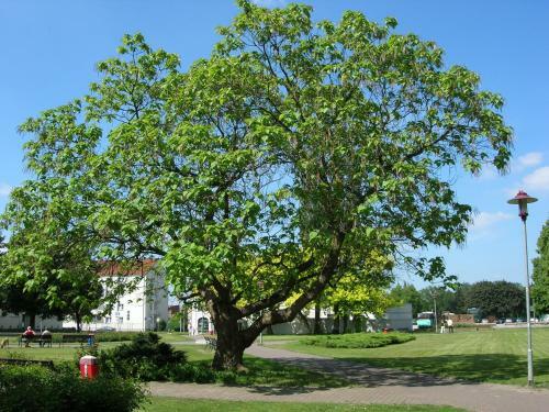 Apartamento Ferienwohnung Borcherts