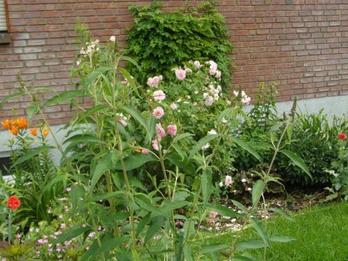 Apartamento Ferienwohnung Borcherts