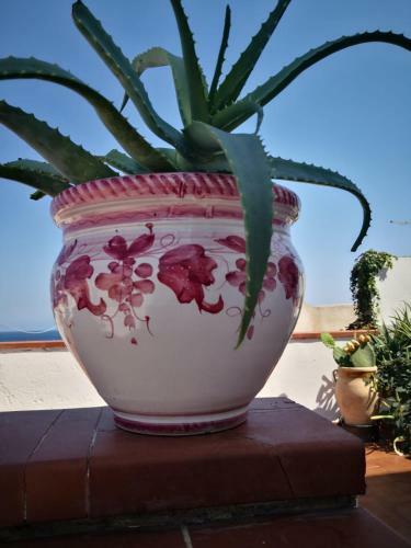 Hostal Guest House Villa Ziella