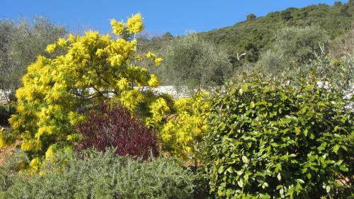 Bed & Breakfast Villa Des Oliviers