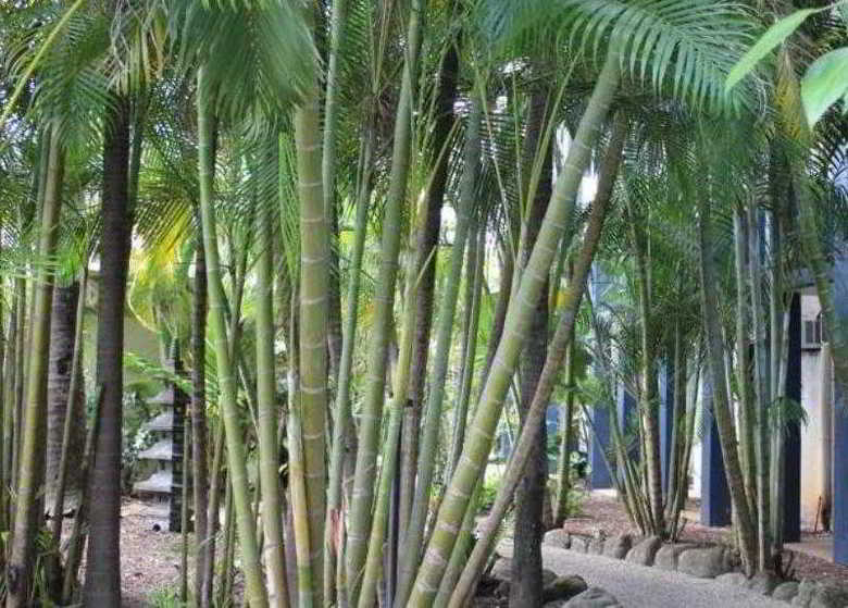 Hotel Bohemia Resort Cairns
