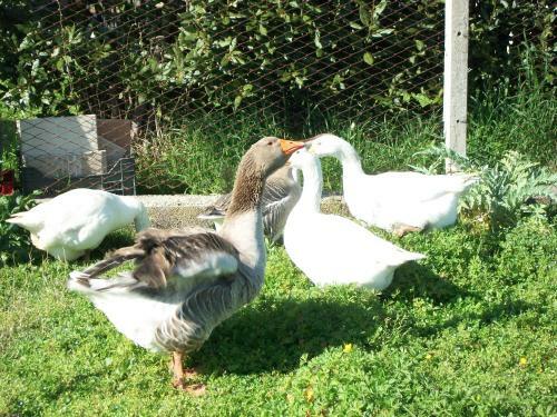 Agroturismo Agriturismo Primerio