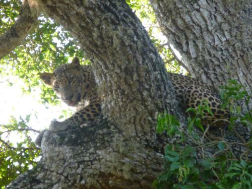 Janaka Safari Homestay