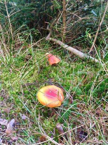 Blackforest Apartment
