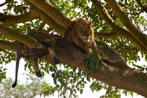 Marafiki Safari Lodge