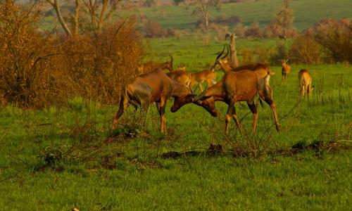 Marafiki Safari Lodge