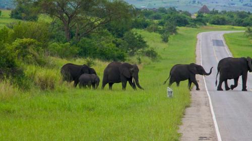 Marafiki Safari Lodge