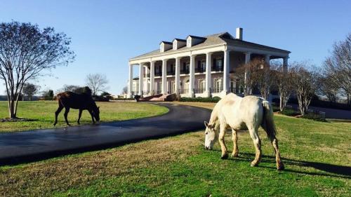 Bed & Breakfast The Mansion At Red Hill