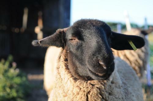 Bed & Breakfast Manor Farm Stay