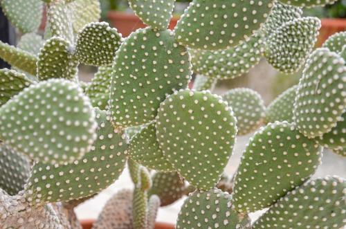 Apartamento La Grande Palma