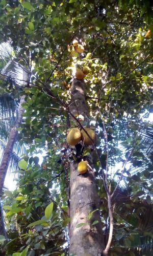 The Breeze Pinnawala Homestay