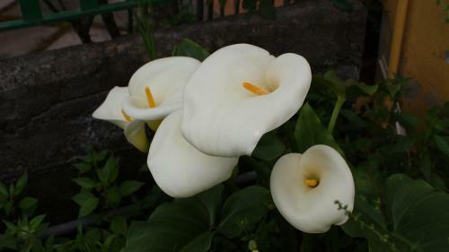 Villetta Giarre