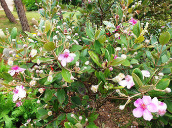 Posada Pepper Farm Phu Quoc Bungalow