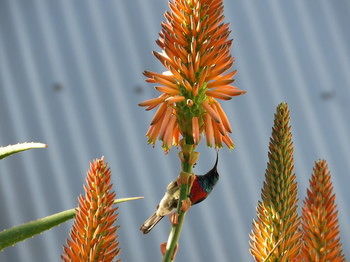 Hotel Langeberg Guest Lodge